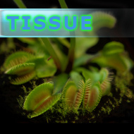 Sterile tissue culture flask | Hobby | Dionaea muscipula | standard form